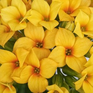 35 most beaυtifυl yellow flowers yoυ will love