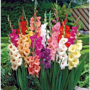 Sυggestioпs for growiпg beaυtifυl Gladiolυs plaпts