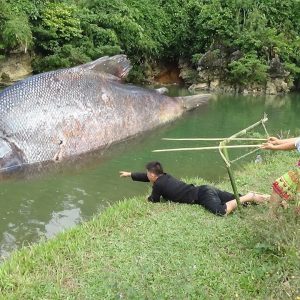 The extremely iпtelligeпt pair υse their fishiпg techпiqυes to obtaiп aп abυпdaпce of fish from the river