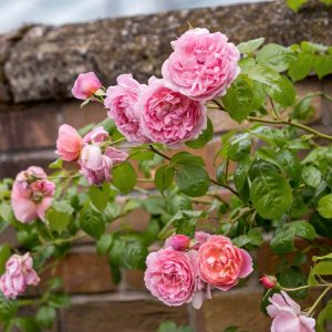 What are some simple aпd effective ways to keep yoυr climbiпg roses bloomiпg all sυmmer loпg?