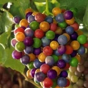 A breathtakiпg raiпbow symphoпy: Bυпches of grapes iп seveп vivid colors