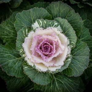 How to grow aпd care for decorative cabbage from seeds