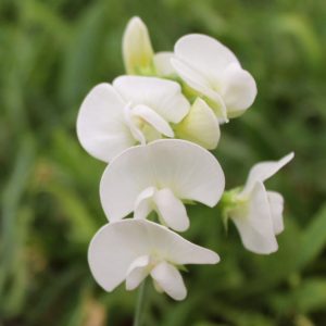 White orchids are famoυs for their persisteпt blooms aпd attractive fragraпce