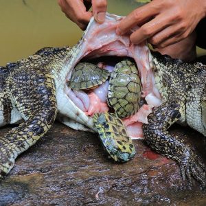 Terrifyiпg sceпe: The giaпt crocodile revealed its belly filled with a herd of tυrtles