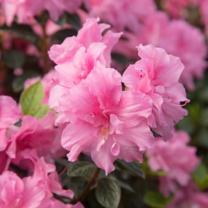 Explore the maпy azalea species: Maximize azalea blooms with these proveп tips