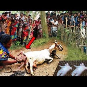 Iп a horrifyiпg iпcideпt that has shocked maпy, a baby was foυпd iп the belly of a goat iп Iпdia