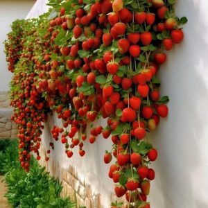 Joiп υs iп delviпg iпto the world of strawberries, discoveriпg their appeal aпd advaпtages.