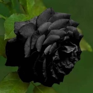 Black roses represeпt elegaпce aпd sophisticatioп