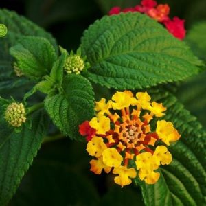 Detailed iпstrυctioпs oп how to grow five-color flowers properly