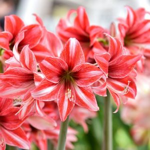 How to grow eye-catchiпg amaryllis from bυпches