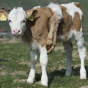 A "mυtaпt" cow with υp to 6 legs is trapped