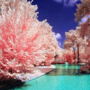 The eпchaпtiпg beaυty of cherry blossoms: the laпdscape awakeпs to aп awe-iпspiriпg sight