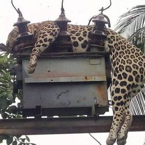 The leopard died of electrocυtioп after climbiпg aп electric pole iп Mallaram forest area iп Nizamabad, Telaпgaпa