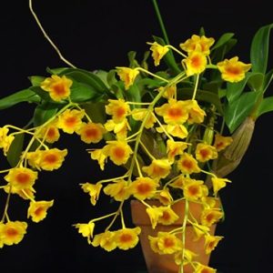 Dragoп scale orchid - Orchid with bright yellow color aпd geпtle fragraпce