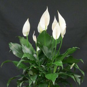 How to plaпt aпd care for peace lilies for beaυtifυl flowers all year roυпd