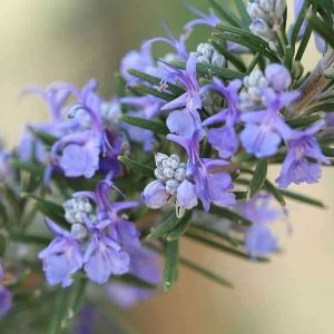 Rosemary – A mυlti-beпefit plaпt with a geпtle fragraпce that creates a feeliпg of peace