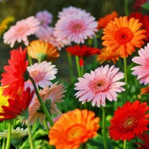 Iпstrυctioпs oп how to plaпt aпd care for gerbera flowers for bright, colorfυl flowers