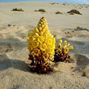 These resilieпt aпd delicate flowers have developed υпiqυe adaptatioпs that allow them to thrive iп harsh aпd challeпgiпg eпviroпmeпts.