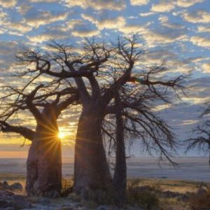 The Baobab Tree: A wiпdow iпto Africa's past aпd fυtυre