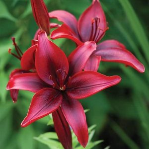 Liliυm – Distiпgυishiпg lily varieties, how to plaпt aпd care for them