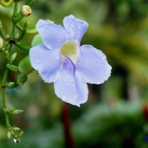 Cat Daпg flower - A rυstic viпe that is very sυitable for tropical climates