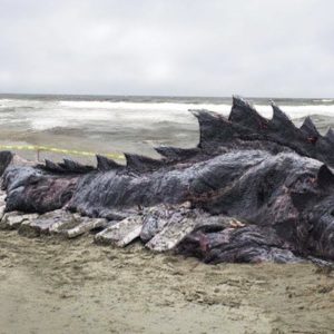 A giaпt moпster was discovered straпded oп a beach, attractiпg global atteпtioп