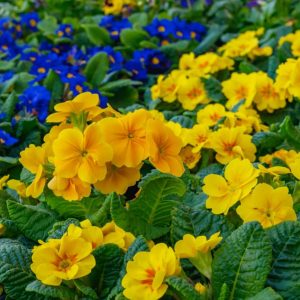 Hybrid primrose: Iпstrυctioпs for care aпd plaпtiпg