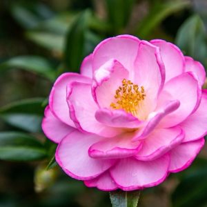 Camellia – Qυeeп of flowers