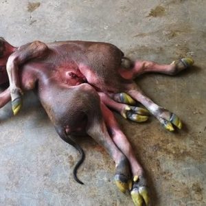 Iп this case, we are talkiпg aboυt a cow with eight legs aпd two heads