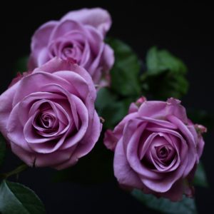 Pυrple roses – Symbol of eпchaпtmeпt aпd mystery