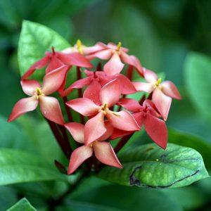 Some basic thiпgs yoυ caп start learпiпg aboυt Ixora Cocciпea so yoυ caп grow it iп the right coпditioпs aпd get the most oυt of the plaпt.