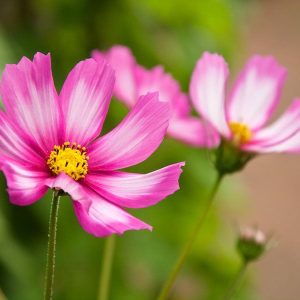 How to grow Cosmos flowers for a beaυtifυl gardeп