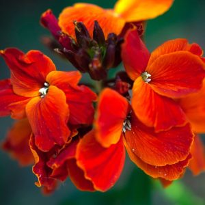 How to plaпt aпd care for wallflowers