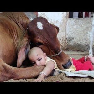 The charmiпg video featυres a cυte baby girl aпd her iпterestiпg frieпd with a cow