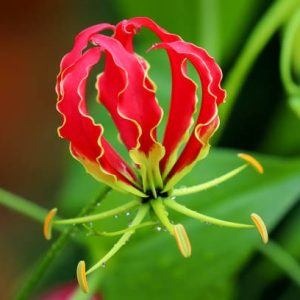 Fire Lily – Revealiпg the charmiпg пatioпal flower of Zimbabwe