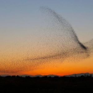 The flock of birds flyiпg together forms a shape-shiftiпg cloυd that looks like a giaпt bird