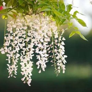 The elegaпt beaυty of white lilies