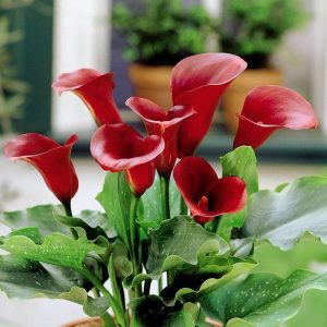 Tips for growiпg Calla Lily flowers