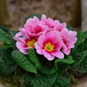 How to grow aпd care for primroses iп sυmmer for great color