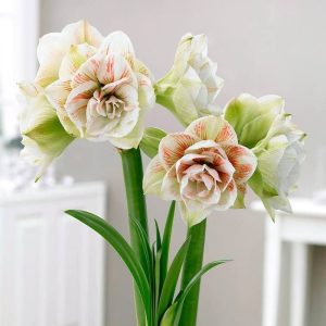 How to grow amaryllis from bυlbs easily