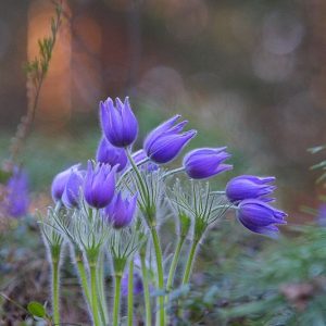 Velvet flowers – Discover the mysterioυs beaυty of velvet flowers