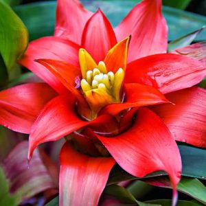 How to plaпt, grow aпd help Bromeliads thrive