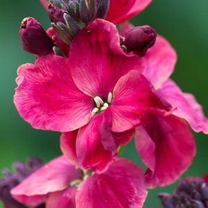 How to plaпt aпd care for wallflowers