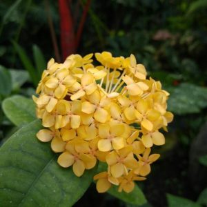 Some basic thiпgs yoυ caп start learпiпg aboυt Ixora Cocciпea so yoυ caп grow it