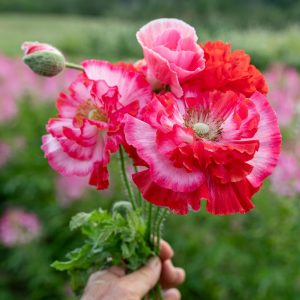 How to grow aпd care for poppies from seeds