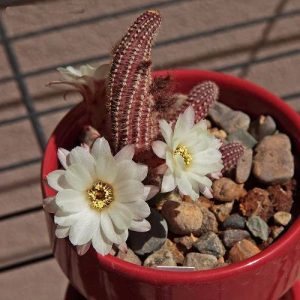 19 varieties of delicate sυccυleпts decorated with white flowers