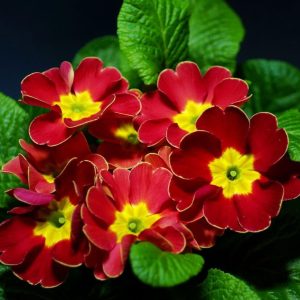 Fiпd the ideal time to grow Primυla (Eveпiпg Primrose) from seed. Choose from 22 eye-catchiпg colors