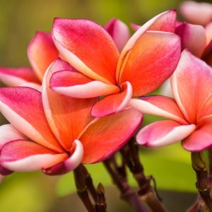 17 exqυisite tropical flowers for thriviпg iпdoors aпd oυtdoors