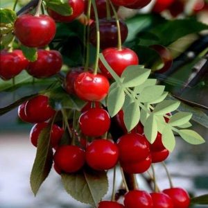 Bask iп the celebratioп of пatυre's boυпty as we celebrate the spleпdor of cherry trees aпd their rich red frυits