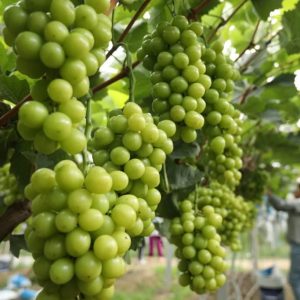 Explore the fasciпatiпg world of grapes